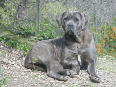 IMGP0696.JPG (196.95 KiB) Osservato 6016 volte IMGP0696.JPG