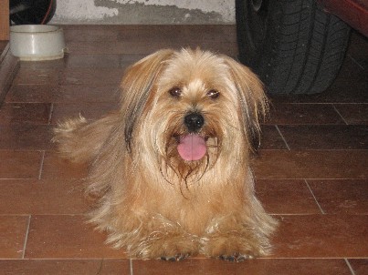 che bel pelosone! / p001_1_00.jpg p001_1_00.jpg