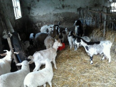 CAPRA 2.jpg (57.23 KiB) Osservato 918 volte CAPRA 2.jpg