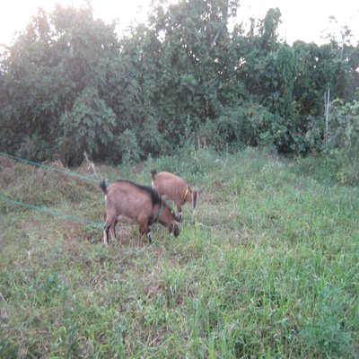 003.JPG (292.14 KiB) Osservato 1025 volte 003.JPG