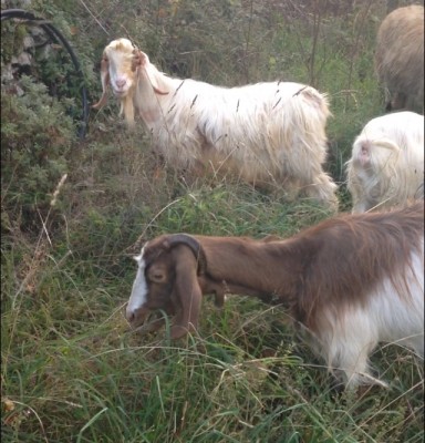 image.jpeg (149 KiB) Osservato 841 volte image.jpeg