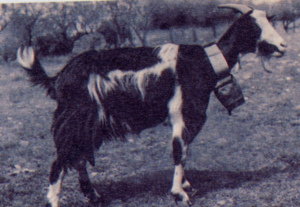 foggiana.JPG foggiana.JPG