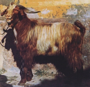 FoggianaG.jpg FoggianaG.jpg