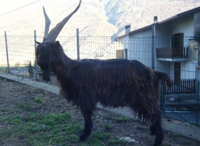 annuncio.jpg (107.09 KiB) Osservato 6173 volte annuncio.jpg