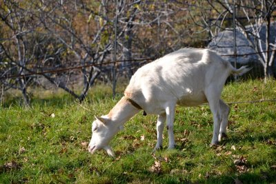 cleme.jpg (149.8 KiB) Osservato 6003 volte cleme.jpg