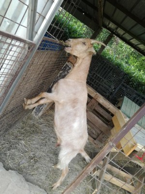 IMG_20170628_181602.jpg (143.22 KiB) Osservato 1111 volte IMG_20170628_181602.jpg