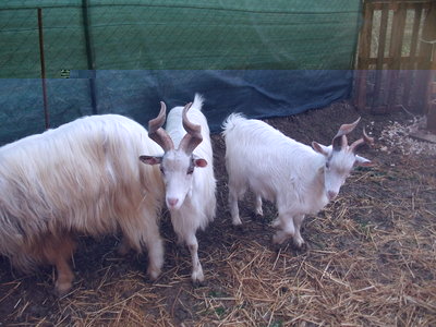 dscf0867i ok.jpg (250.51 KiB) Osservato 1656 volte dscf0867i ok.jpg