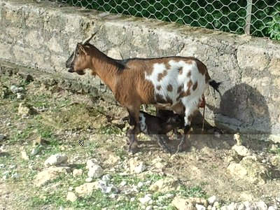 Gogo parto.jpg (104.98 KiB) Osservato 1335 volte Gogo parto.jpg