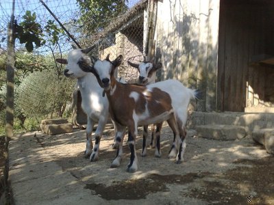 167493_491819956826_641091826_5813950_3367697_n.jpg (105.69 KiB) Osservato 3461 volte 167493_491819956826_641091826_5813950_3367697_n.jpg