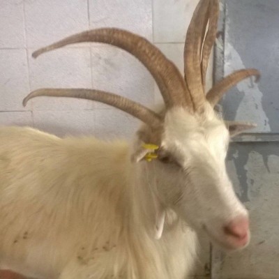 capra a 5 corna.jpg (112.29 KiB) Osservato 2300 volte capra a 5 corna.jpg