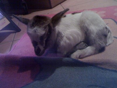 27-01-11_0518rid.jpg (76.76 KiB) Osservato 731 volte 27-01-11_0518rid.jpg