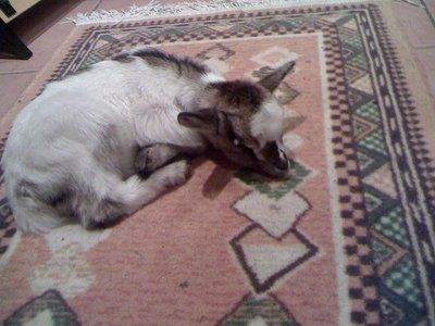 30-01-11_1855rid.jpg (93.99 KiB) Osservato 762 volte 30-01-11_1855rid.jpg