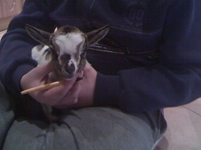 30-01-11_2221rid.jpg (64.3 KiB) Osservato 762 volte 30-01-11_2221rid.jpg