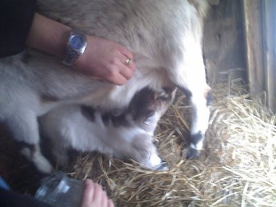 31-01-11_1032rid.jpg (91.38 KiB) Osservato 750 volte 31-01-11_1032rid.jpg