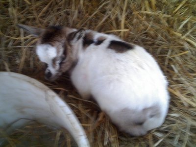 03-02-11_1341rid.jpg (97.96 KiB) Osservato 688 volte 03-02-11_1341rid.jpg