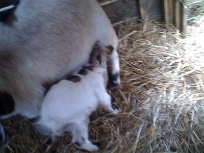 03-02-11_1343rid.jpg (115.67 KiB) Osservato 687 volte 03-02-11_1343rid.jpg