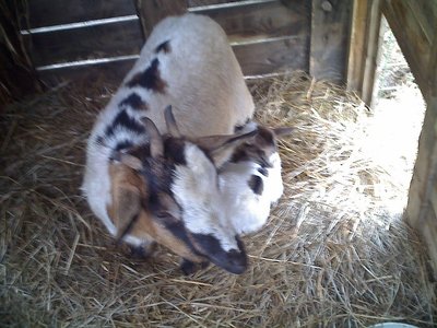 03-02-11_1346rid.jpg (138.58 KiB) Osservato 686 volte 03-02-11_1346rid.jpg