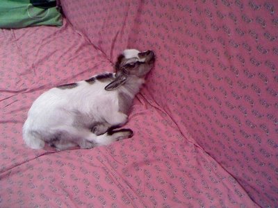 03-02-11_1739rid.jpg (138.91 KiB) Osservato 707 volte 03-02-11_1739rid.jpg