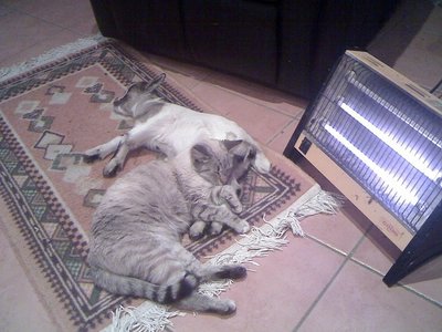 03-02-11_1926rid.jpg (130.21 KiB) Osservato 733 volte 03-02-11_1926rid.jpg