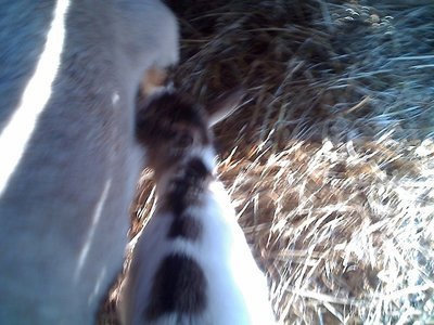 08-02-11_0855rid.jpg (120.04 KiB) Osservato 659 volte 08-02-11_0855rid.jpg