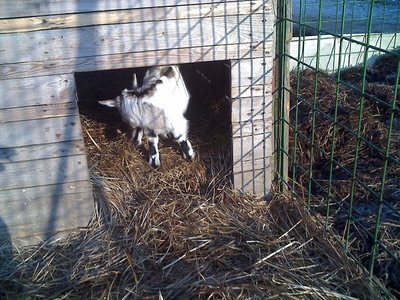 08-02-11_0856rid.jpg (185.14 KiB) Osservato 658 volte 08-02-11_0856rid.jpg