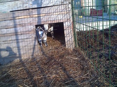 08-02-11_0858rid.jpg (208.08 KiB) Osservato 658 volte 08-02-11_0858rid.jpg