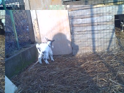 08-02-11_0859rid.jpg (164.47 KiB) Osservato 658 volte 08-02-11_0859rid.jpg