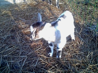 08-02-11_0900rid.jpg (219.6 KiB) Osservato 629 volte 08-02-11_0900rid.jpg