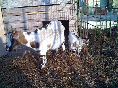 08-02-11_0901rid.jpg (203.42 KiB) Osservato 629 volte 08-02-11_0901rid.jpg