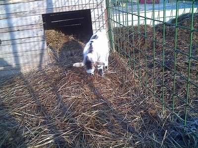 08-02-11_0903rid.jpg (223.4 KiB) Osservato 629 volte 08-02-11_0903rid.jpg