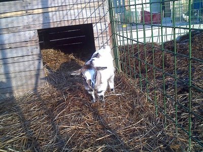 08-02-11_0904rid.jpg (215.01 KiB) Osservato 631 volte 08-02-11_0904rid.jpg