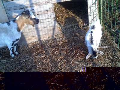 08-02-11_0905rid.jpg (216.24 KiB) Osservato 631 volte 08-02-11_0905rid.jpg