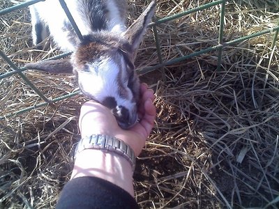 08-02-11_1306rid.jpg (189.84 KiB) Osservato 618 volte 08-02-11_1306rid.jpg