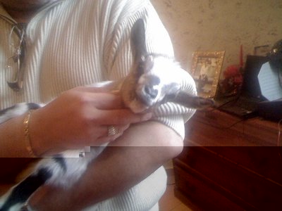 13-02-11_1203rid.jpg (117.35 KiB) Osservato 681 volte 13-02-11_1203rid.jpg