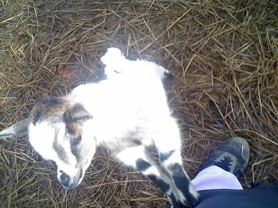 18-02-11_1101rid.jpg (168.27 KiB) Osservato 709 volte 18-02-11_1101rid.jpg