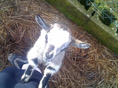 guardate che espressione da furba / 18-02-11_1102rid.jpg 18-02-11_1102rid.jpg