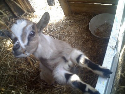 18-02-11_1107rid.jpg (130.92 KiB) Osservato 709 volte 18-02-11_1107rid.jpg