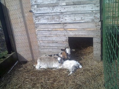 si sono messe in posa / 18-02-11_1302rid.jpg 18-02-11_1302rid.jpg