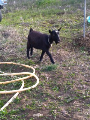 IMG_20180115_145110.jpg (165.25 KiB) Osservato 874 volte IMG_20180115_145110.jpg