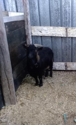 IMG_20180121_143849.jpg (96.19 KiB) Osservato 950 volte IMG_20180121_143849.jpg