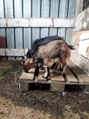 20190328_140818.jpg (146.77 KiB) Osservato 874 volte 20190328_140818.jpg