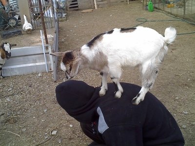 02-03-11_1241rid.jpg (165.2 KiB) Osservato 815 volte 02-03-11_1241rid.jpg