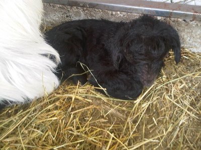 700.jpg (158.85 KiB) Osservato 973 volte 700.jpg