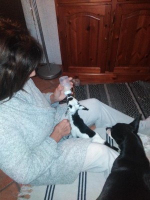 IMG_20211110_073212.jpg (86.29 KiB) Osservato 2032 volte IMG_20211110_073212.jpg