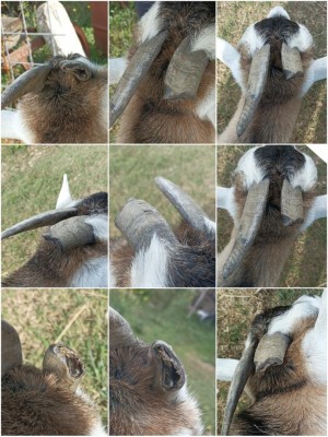 Picsart_23-10-31_12-03-29-481.jpg (148.23 KiB) Osservato 2969 volte Picsart_23-10-31_12-03-29-481.jpg