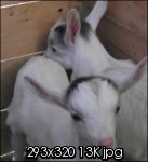 capretti.jpg capretti.jpg