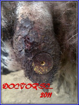 00001 (2).jpg (164.44 KiB) Osservato 6872 volte 00001 (2).jpg