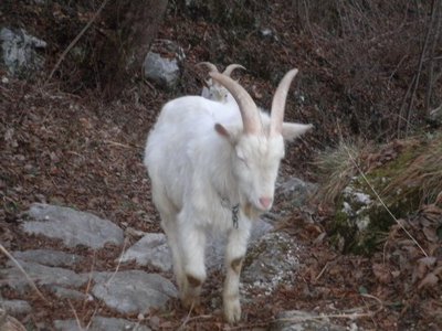 becco piccolo.jpg (62.49 KiB) Osservato 947 volte becco piccolo.jpg