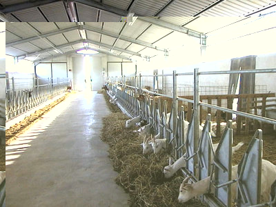 ovini-caprini-02.jpg (75.46 KiB) Osservato 2594 volte ovini-caprini-02.jpg