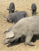 Macchiaiolo Toscano Nero / images.jpeg images.jpeg